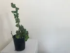 The Solution to the Crypto Bear Market - My Money Tree! thumbnail